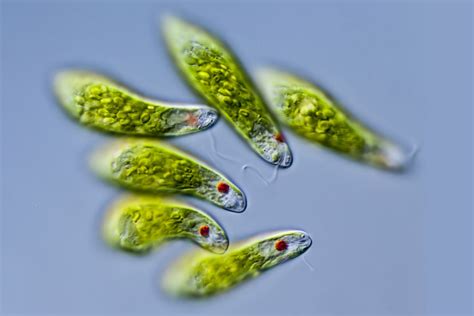  Euglena – Ein winziger Meister der Photosynthese und geschickter Jäger!