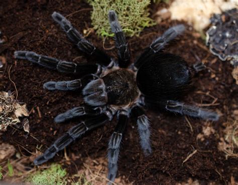  Tarantulas: Faszinierende Jäger mit Samtweichem Fell!