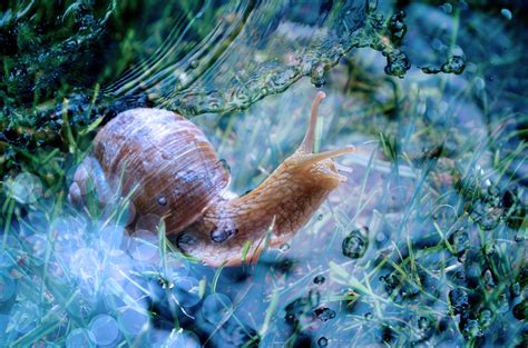  Unterwasser-Schnecken - Ein versteckter Star der Meere!