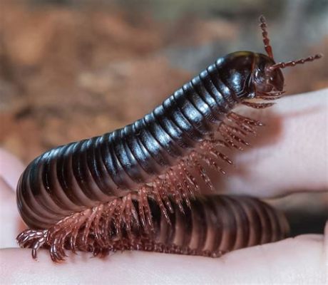  Utah Millipede: Ein faszinierendes Tausendfüßler-Wunder mit über 700 Beinen und einer Vorliebe für feuchte Laubstreu!