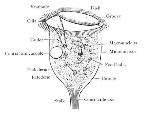 Vorticella! Ein winziges Wirbeltier mit faszinierenden Fangarmen für unwissende Beute