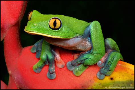 Yellow-Eyed Tree Frog! A Masterful Climber Hiding Among Lush Foliage