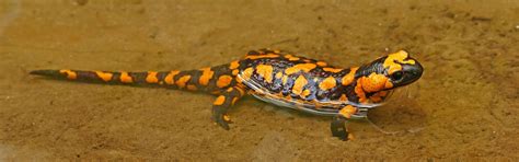  Feuersalamander: Erkundet die faszinierende Welt der Amphibien mit glühenden Farbtupfern!