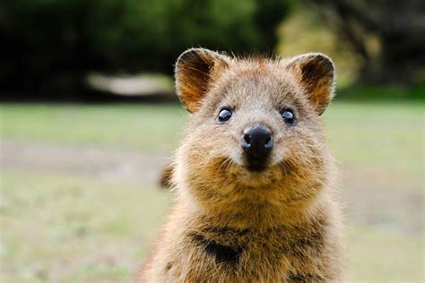  Quokka: Ein pelziges Beuteltier mit einem Lächeln, das dir den Tag versüßen wird!