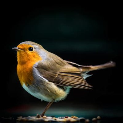  Rotkehlchen: Ein Vogel mit einem Gesang so süß wie Honig und einem Federkleid so farbenfroh wie ein Regenbogen!