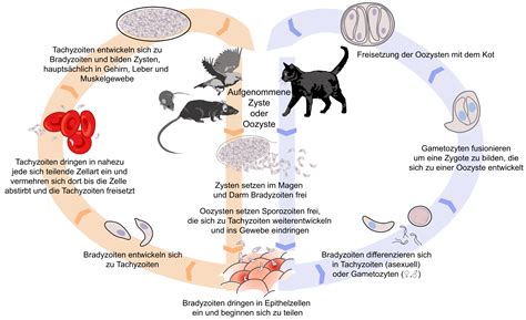  Toxoplasma gondii – Erforscht das Mysterium des parasitären Lebenszyklus, der Katzen und Mäuse gleichermaßen betrifft!