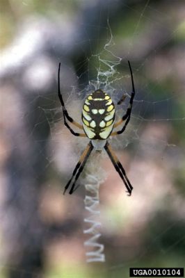  Yellow Garden Spider: Mit ihren auffälligen Netzen und flinken Fangbewegungen ist die Yellow Garden Spider ein faszinierendes Beispiel für die Kunst der Jagd im Tierreich!