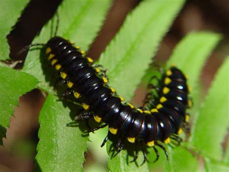  Yellow-Spotted Millipede: Erfahren Sie alles über diese faszinierende Kreatur mit ihren vielen Beinen und ihrem einzigartigen Muster!